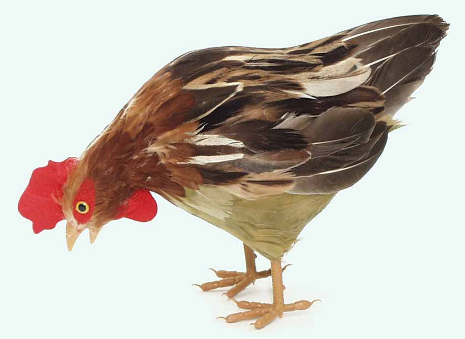 5008 - 11" Feather Feeding Hen - 13.45 ea