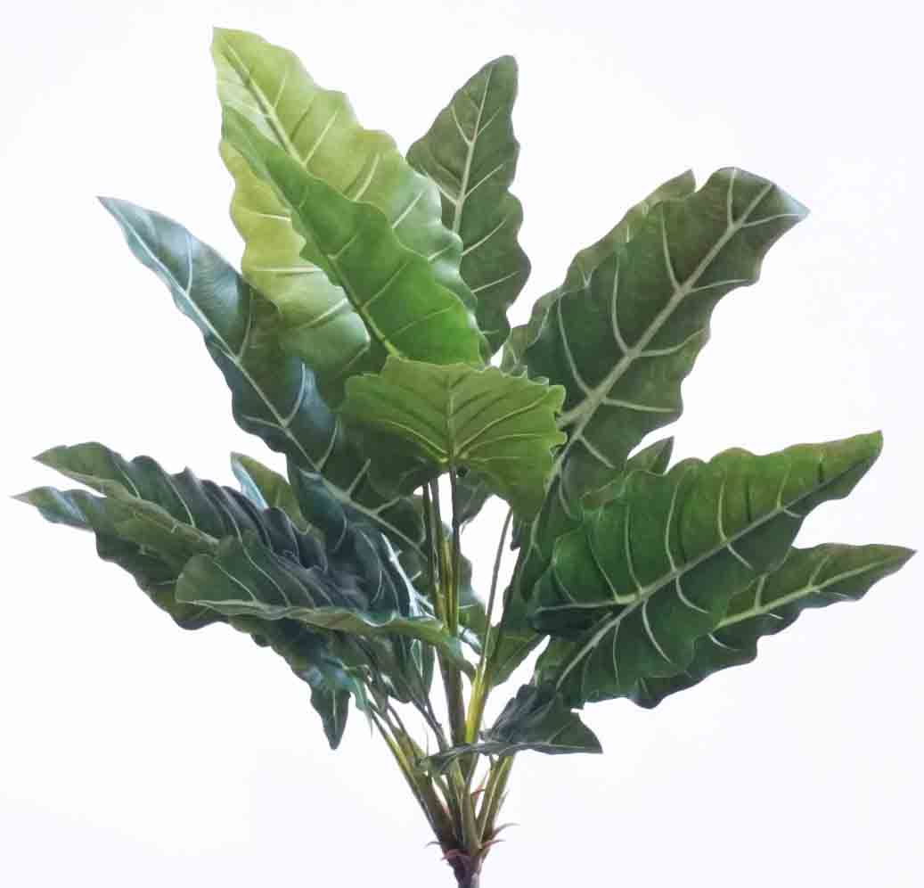 AB25 - 25" Alocasia Bush - 13.95 ea