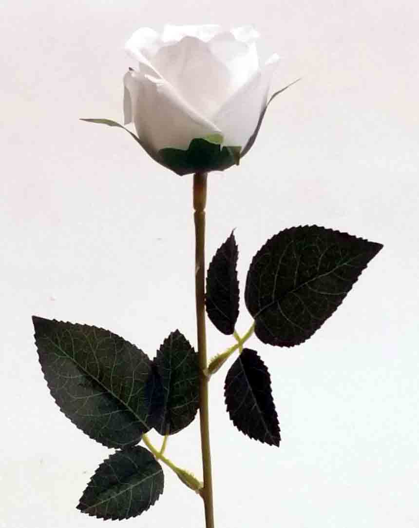 R109 - 24" Single White Rose - .85 ea