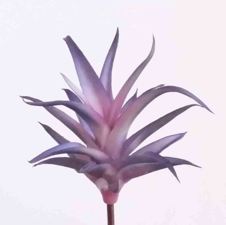 SA9 - 9" Succulent Star - 1.50 ea, 1.25/12