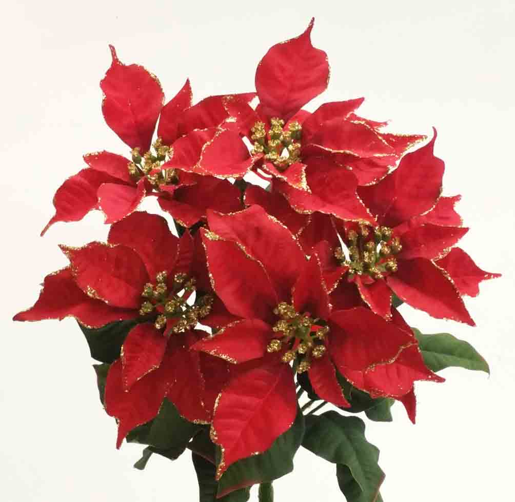 X386 - 17" Red/Gold Edge Poinsettia Bush x 5 - 14.75 ea