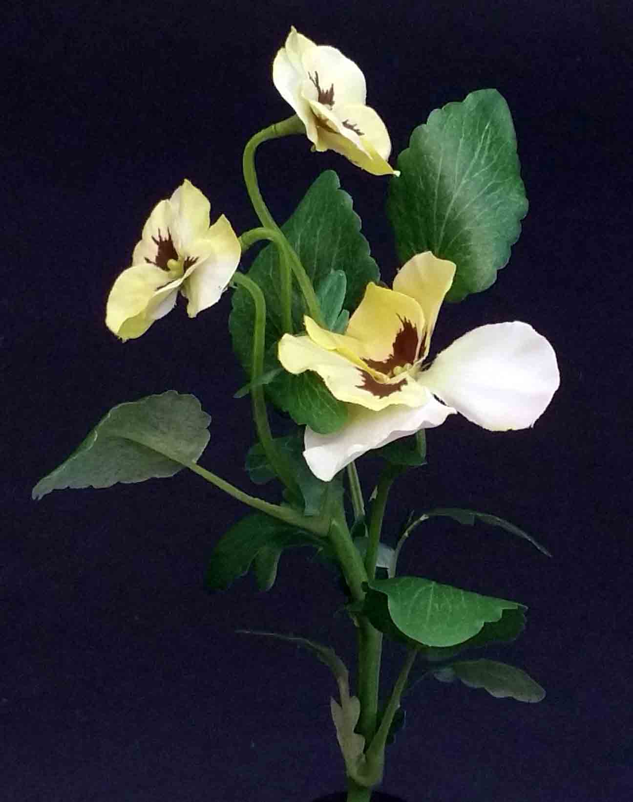 P14 - 14" Pansy - 1.95 ea