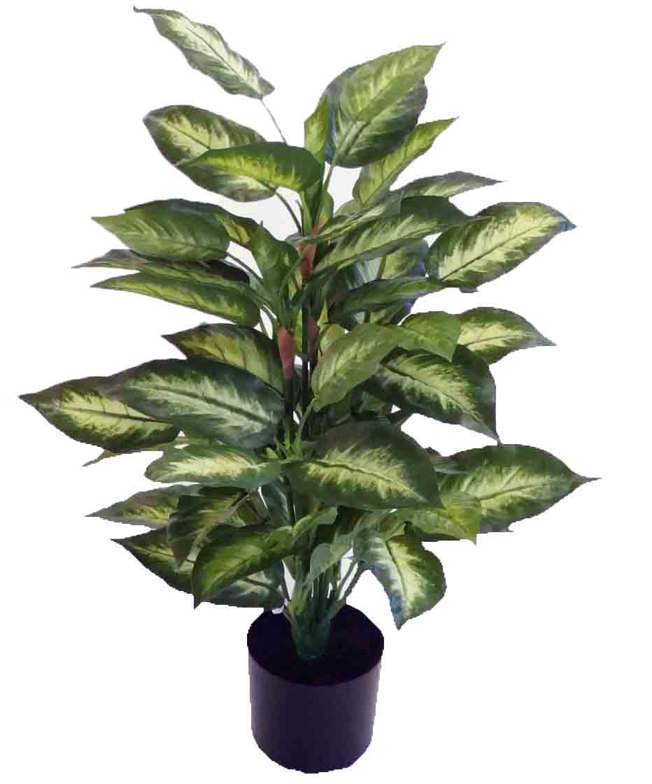 DP12P - 27" Golden Dieffenbachia - 23.20 ea