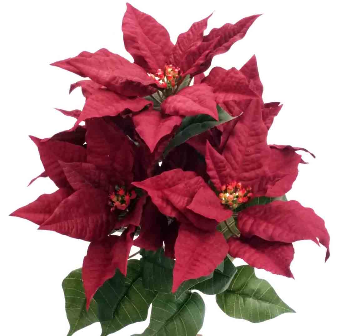 X16 - 19" Burgundy Poinsettia Bush x 7 - 9.95 ea