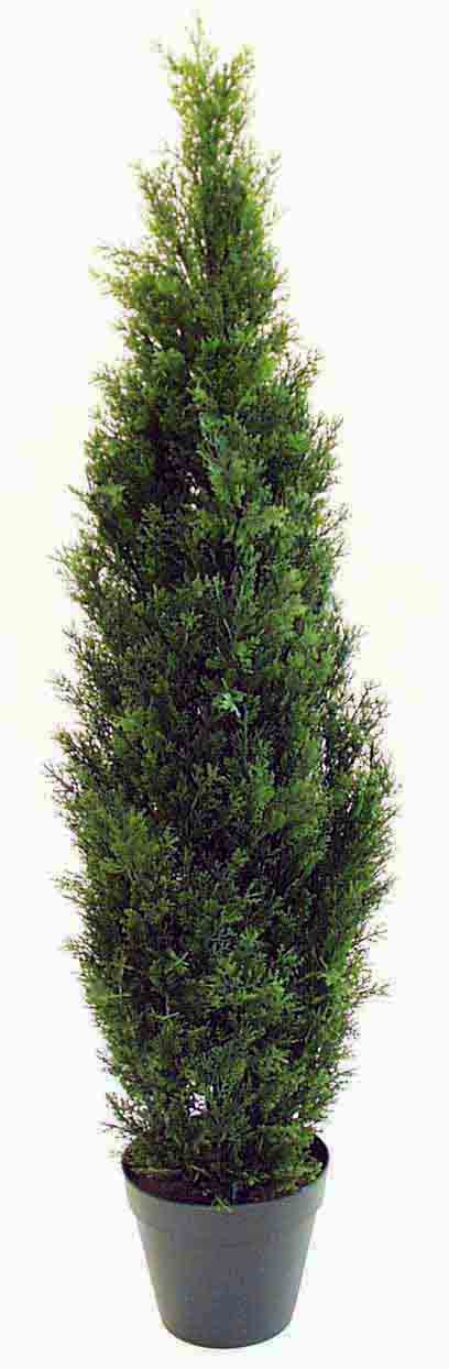 CT50 - 60" Cedar Tree - 119.75 ea