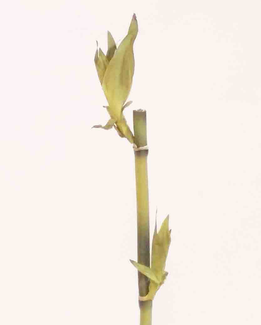 BB - 15" Bamboo Branch - 1.25 ea, 1.05/12