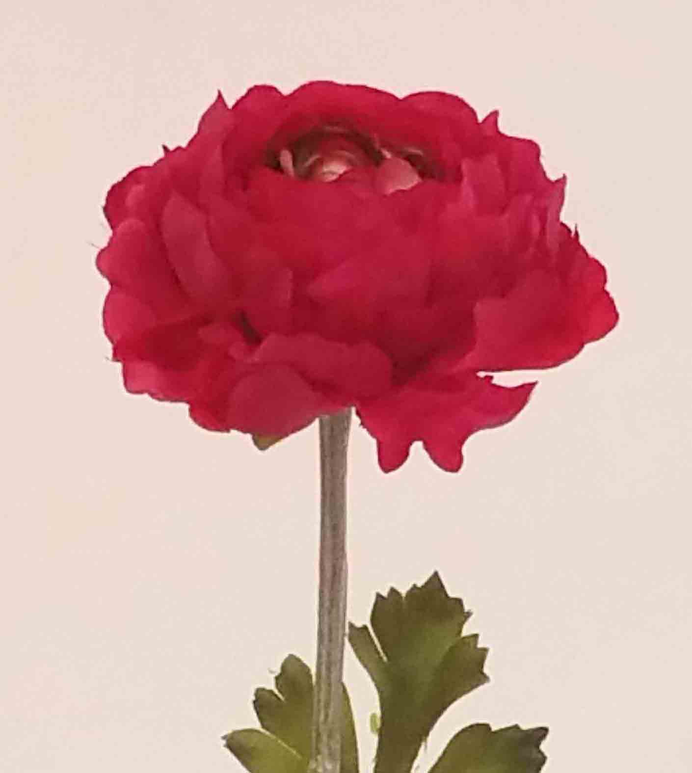 R20 - 20" Single Ranunculus - 2.50 ea, 2.25/24