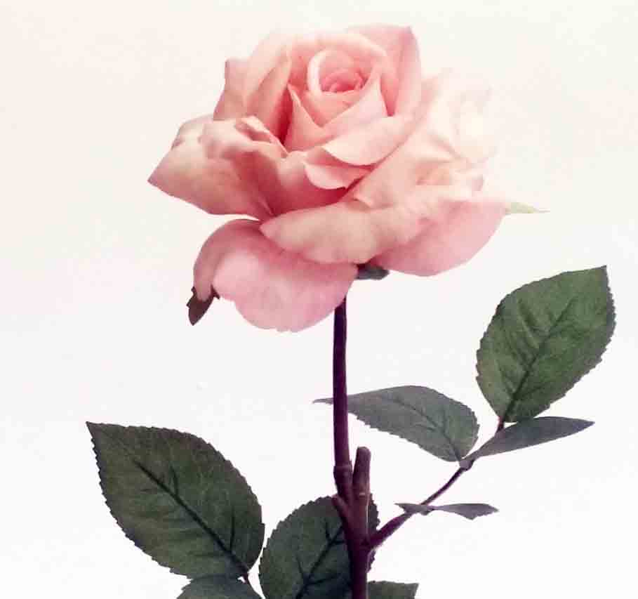 R02 - 25" Blush Pink Single Rose - 3.95 ea, 3.60/12