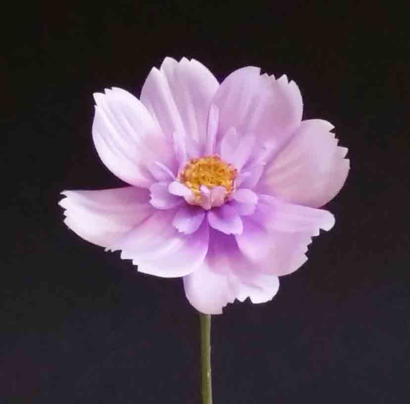 C29 - 4.5" Lavender Queen Cosmos - 1.25 ea, .99/48