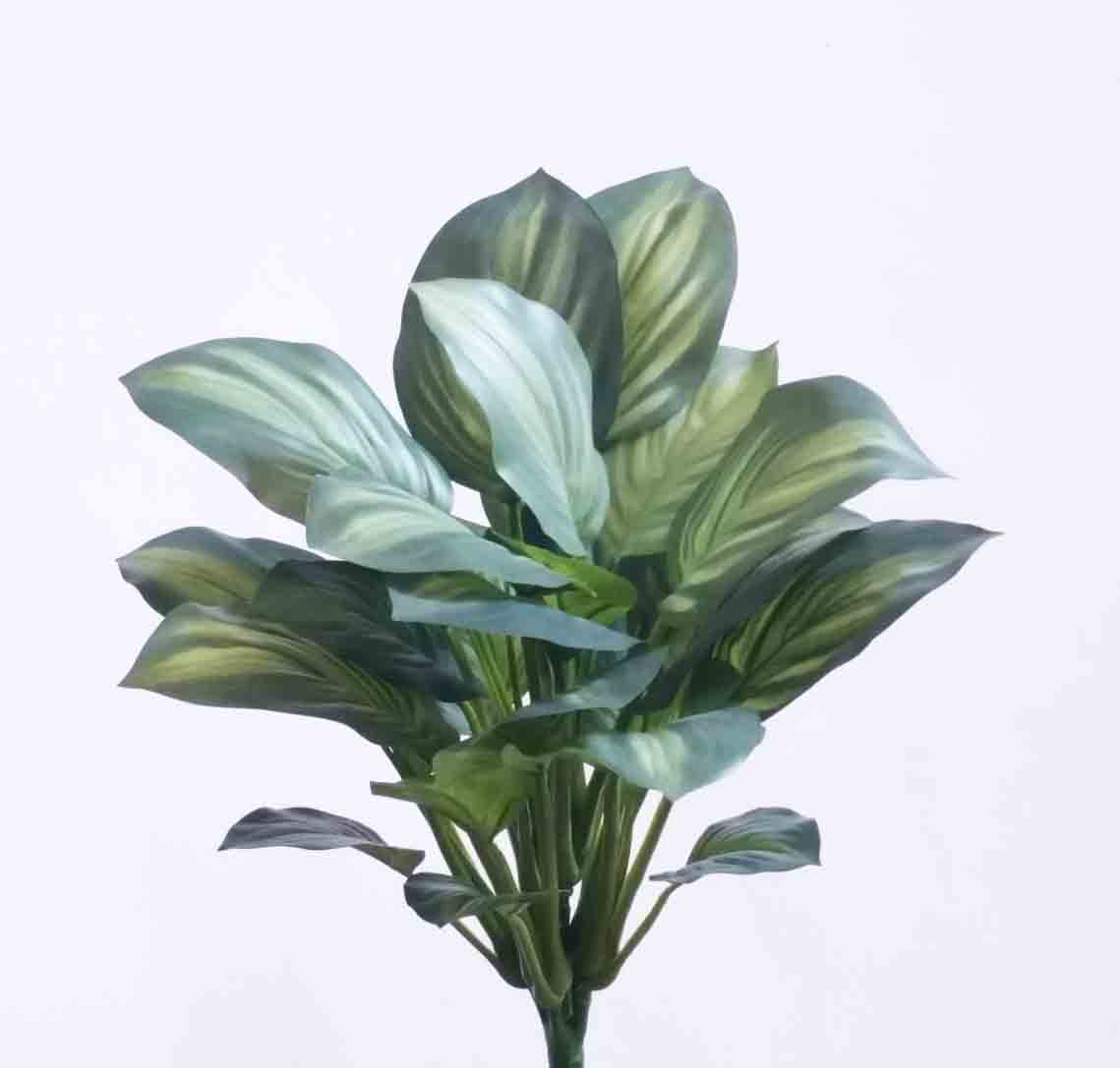 HB18 - 18" Hosta Bush - 9.95 ea, 9.15/12