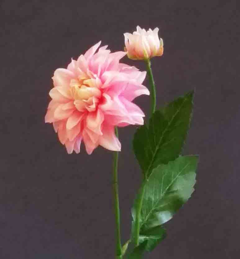 D54 - 18" Pink Dahlia Spray - 2.25 ea, 1.95/12