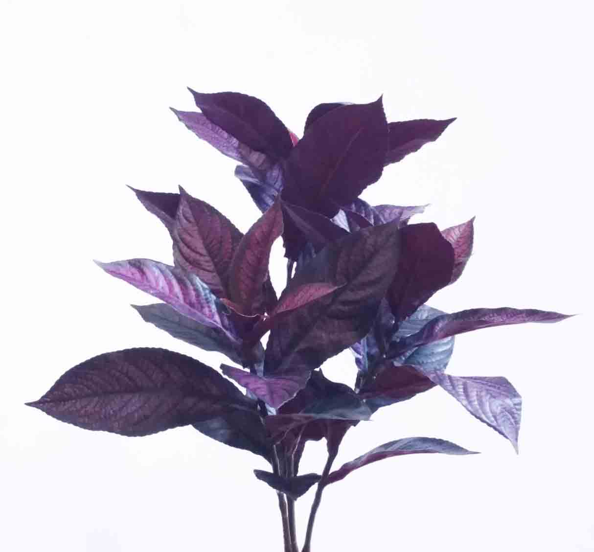 PB3 - 18" Persian Shield Bush - 8.50 ea, 7.75/12