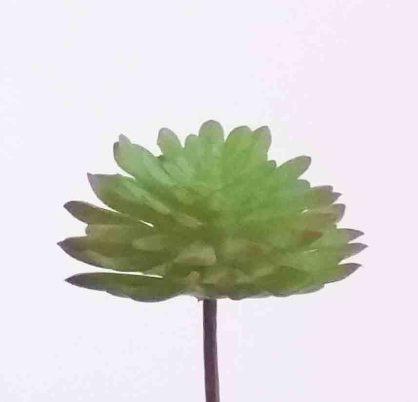 SA1 - Succulent Aeonium - 1.25 ea, .95/12