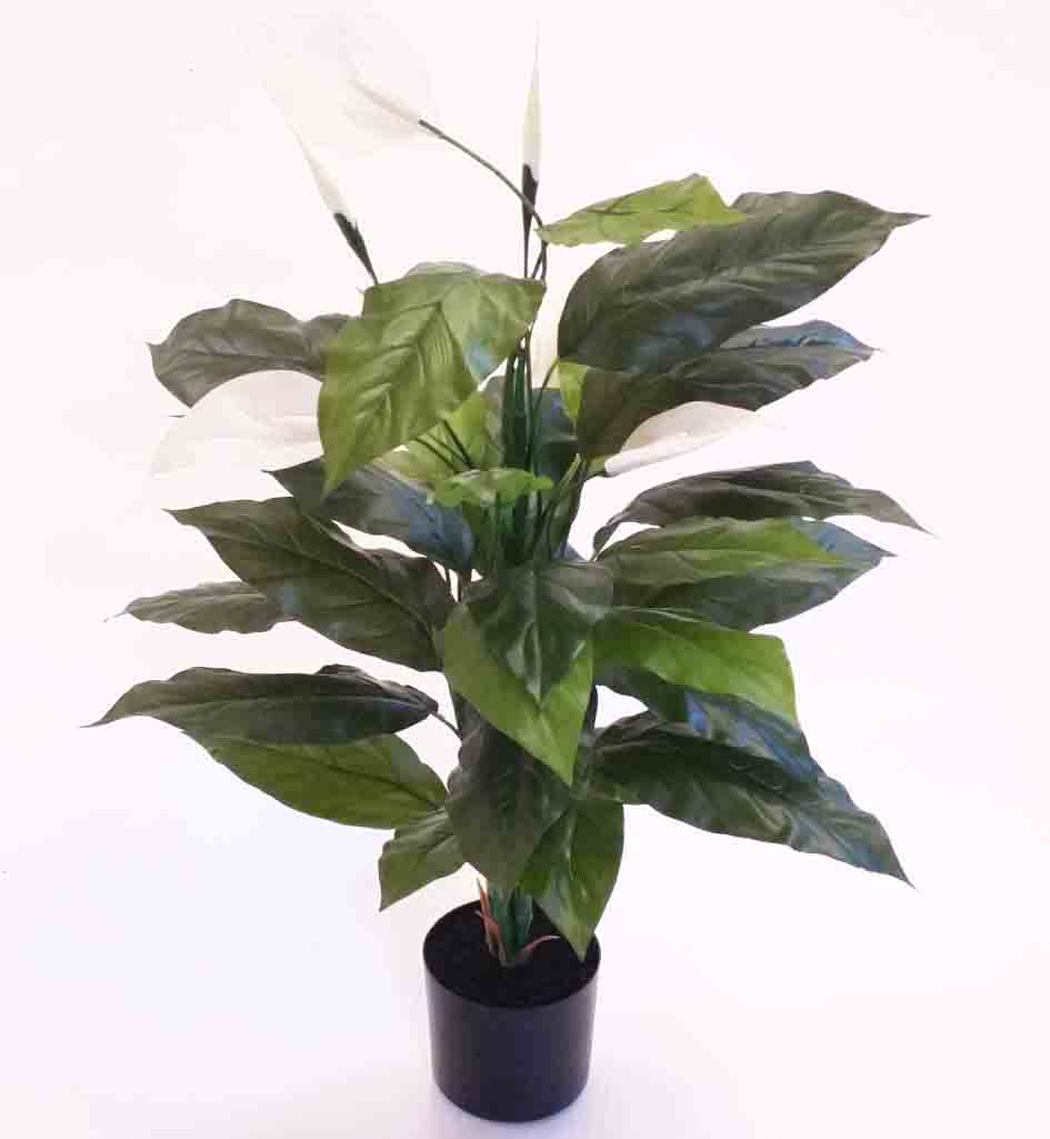 SP36 - 3' Spathiphyllum with 5 Blooms - 19.95 ea