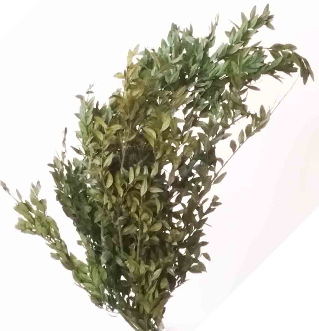 3113 - Preserved Boxwood - 13.25 bunch