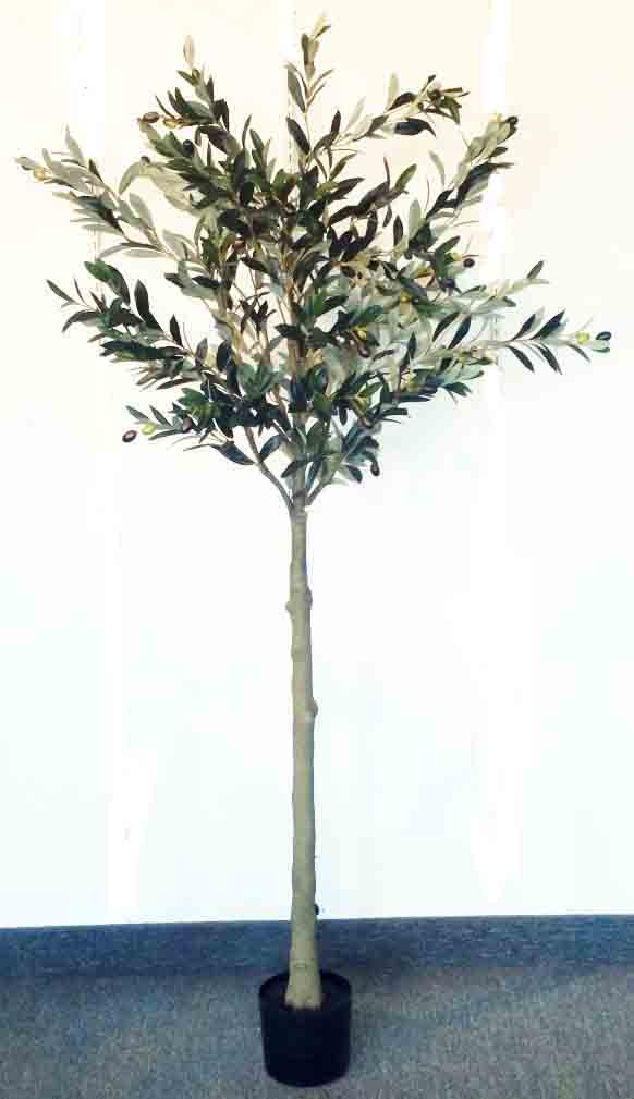 OT6 - 6' Olive Tree - 98.50 ea
