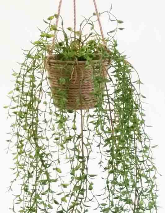 HB25 - Chinaroot Greenbrier Hanging Basket - 12.65 ea