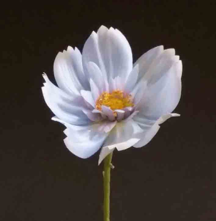 C29 - 4.5" Blue Queen Cosmos - 1.25 ea, .99/48