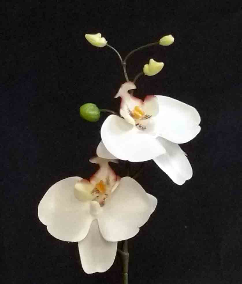 OP80 - 11" White Phalaenopsis Orchid x 2 - 1.55 ea, 1.30/48