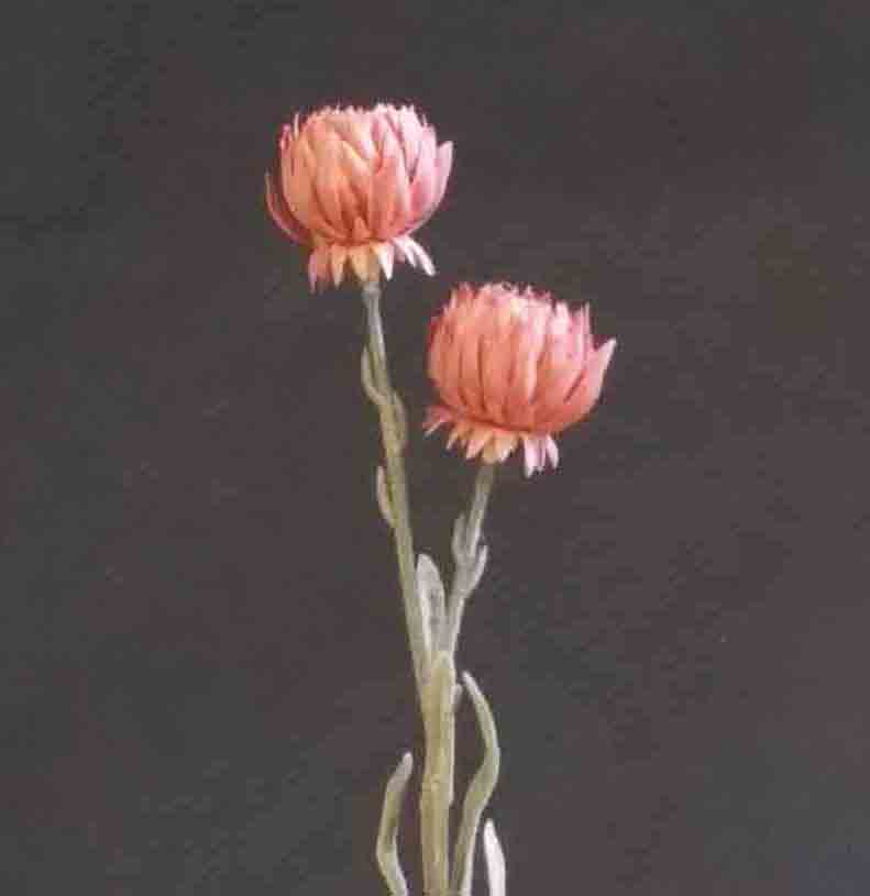 M1 - 14" Brown Ball Mum x 2 - 2.35 ea, 2.15/24
