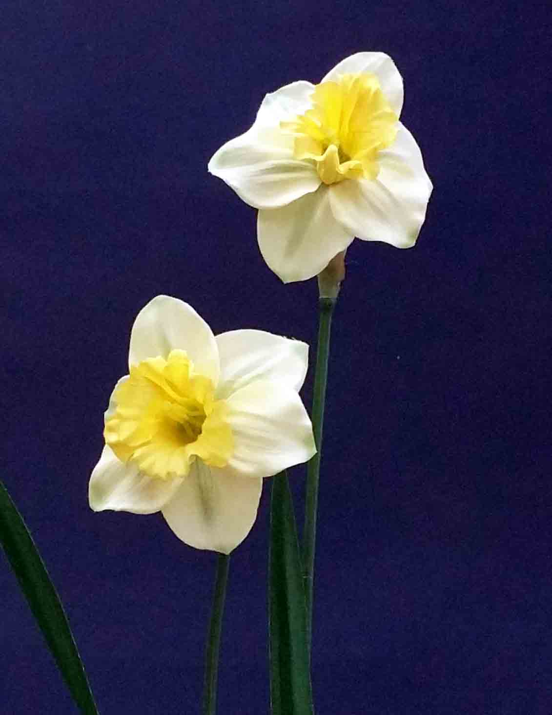 N24 - 23" Narcissus Spray - 1.50 ea