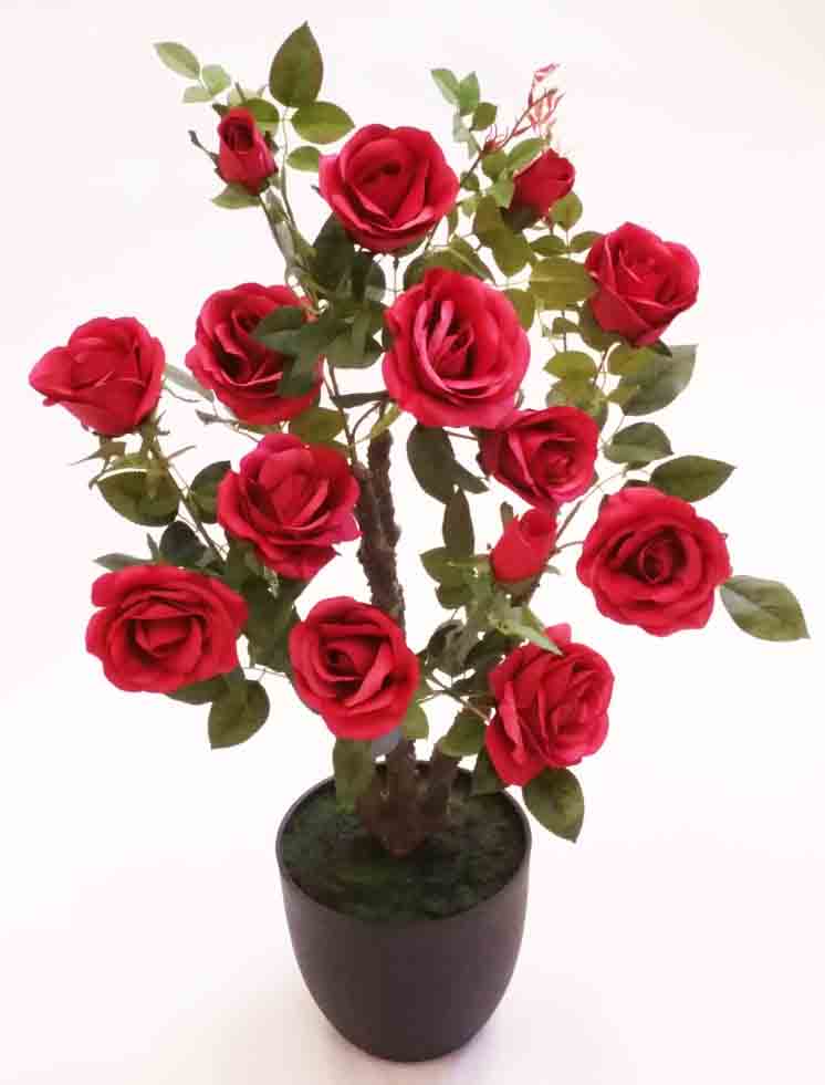 RP37 - Rose Plant in Plastic Pot - 54.45 ea