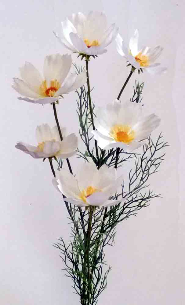 C199 - 31" Cream Cosmo x 6 - 3.25 ea, 2.95/12