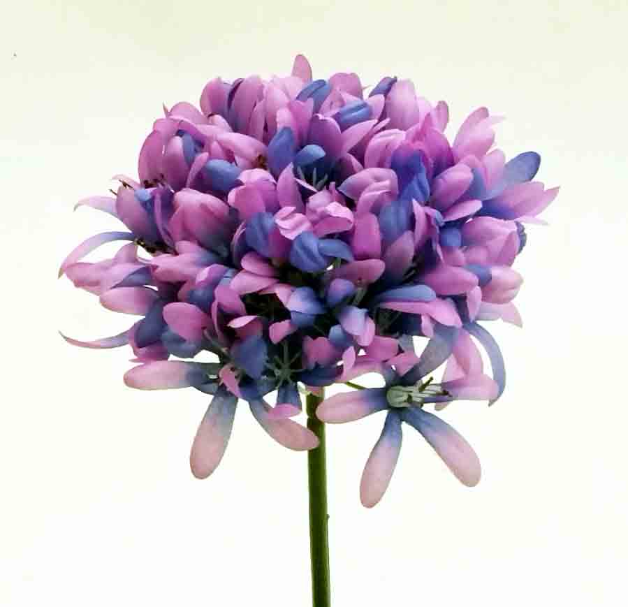 A96 - 31" Agapanthus - 3.25 ea, 2.95/12