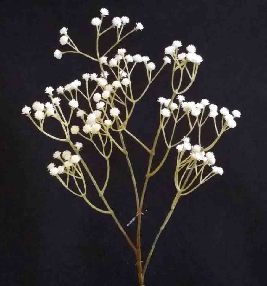 BBS - 20" White Babies Breath Spray - 2.25 ea, 1.95/72