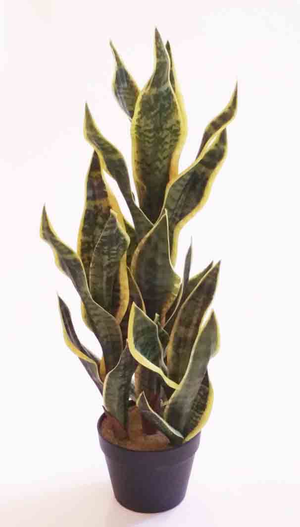 SP33 - 33" Snake Plant in Black Pot - 43.95 ea