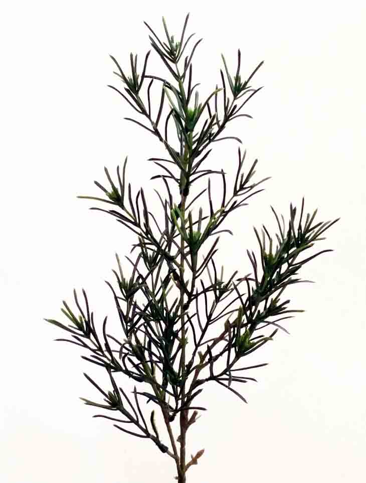 P247 - 23" Podocarpus Spray - 3.10 ea, 2.80/24