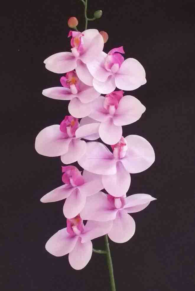 O9P - 35" PHALAENOPSIS ORCHID x 9 - 6.35 ea, 5.95/12