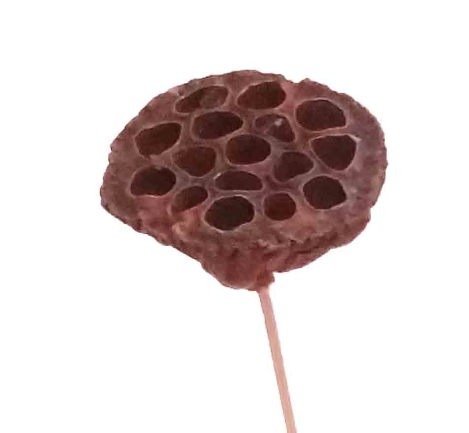4229 - Lotus Pods on 6" Pick - 1.00 ea, .80/100