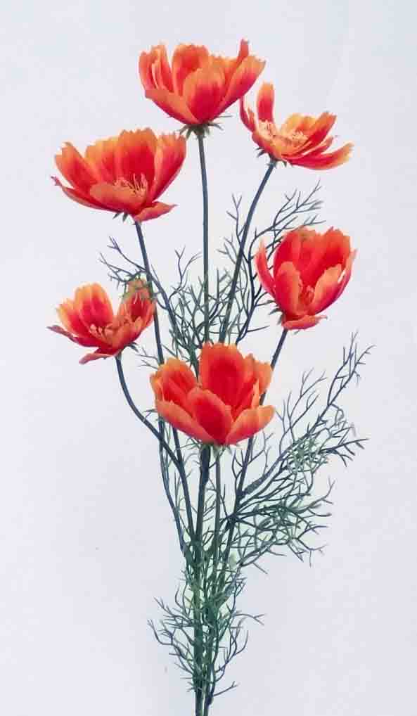 C199 - 31" Two Tone Orange Cosmo x 6 - 3.25 ea, 2.95/12