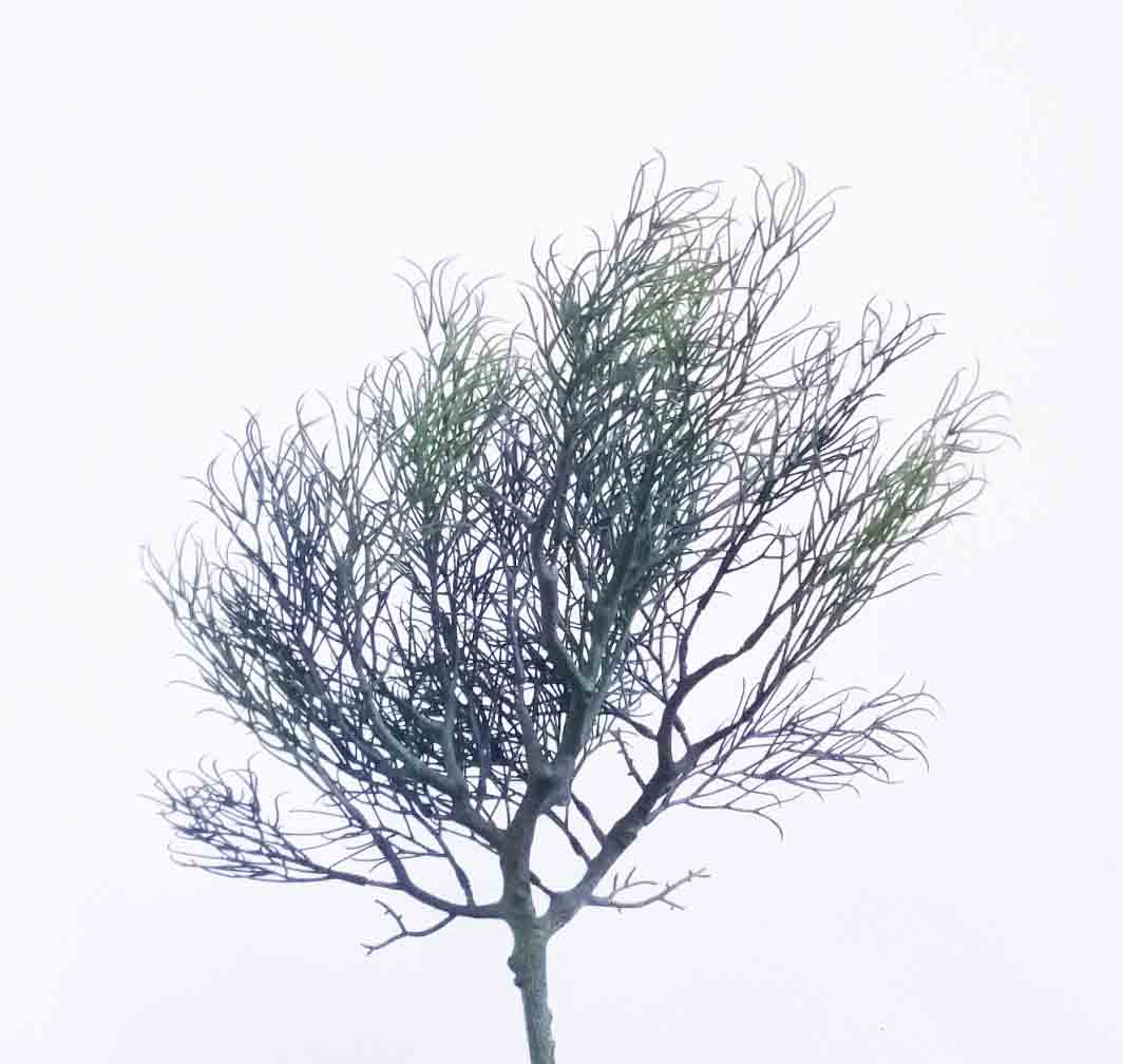 CG14 - 14.5" Green Coral Grass Bush - 5.50 ea, 4.95/12
