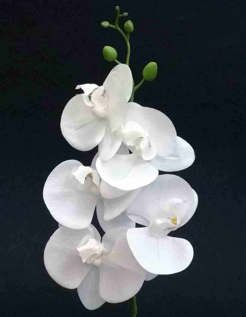 OP939 - 23" Pure White Phalaenopsis Orchid x 5 - 5.00 ea, 4.60/12