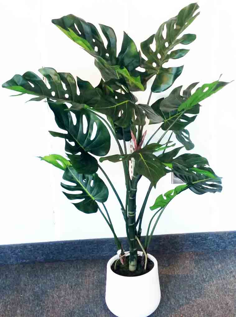 PP4 - 4' Potted Grand Split Philo - 74.45 ea