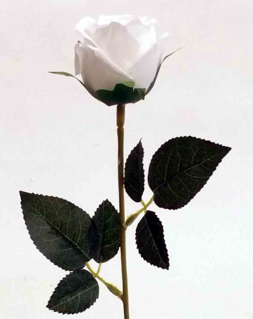 R109 - 24" Single White Rose - 1.15 ea, .98/48
