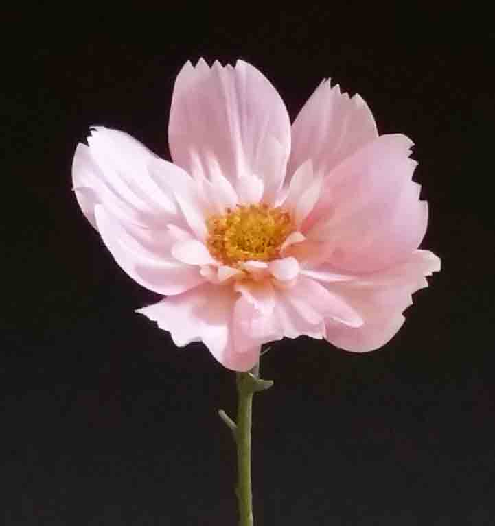 C29 - 4.5" Pink Queen Cosmos - 1.25 ea, .99/48