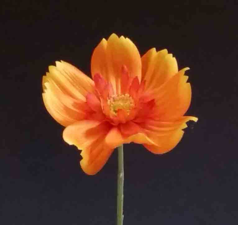 C29 - 4.5" Orange Queen Cosmos - 1.25 ea, .99/48
