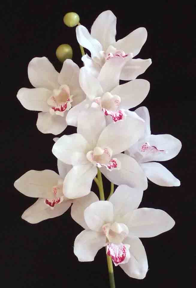 O38 - 38" White Cymbidium Orchid Spray - 6.95 ea