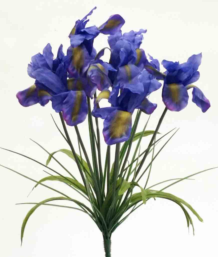 IB9 - 18" Blue Iris Bush - 5.55 ea, 5.15/12