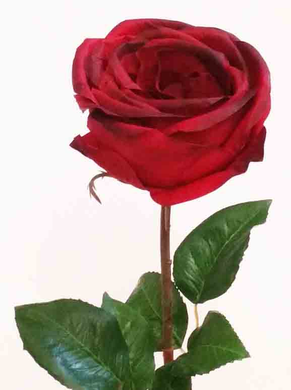 R685 - 21" Red/Black English Rose - 4.45 ea, 3.95/12