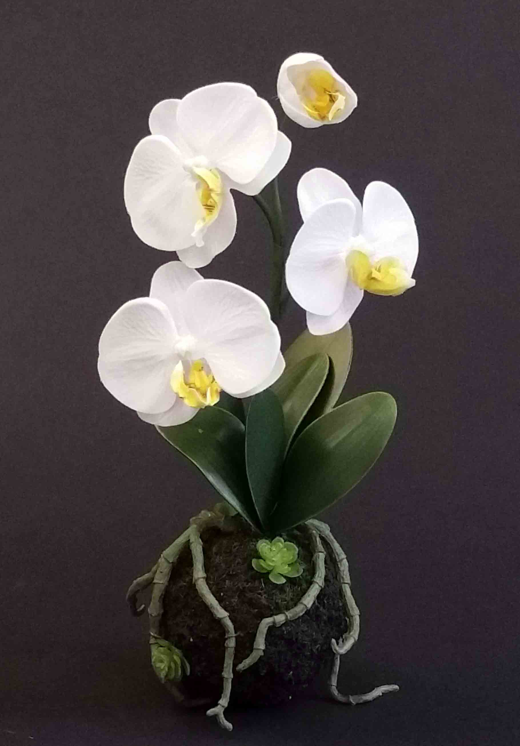 OP67P - 11" Orchid with Ball Pot - 4.95 ea