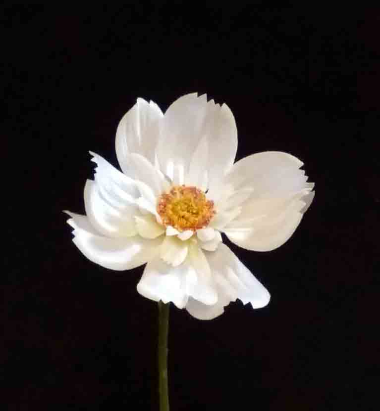 C29 - 4.5" White Queen Cosmos - 1.25 ea, .99/48