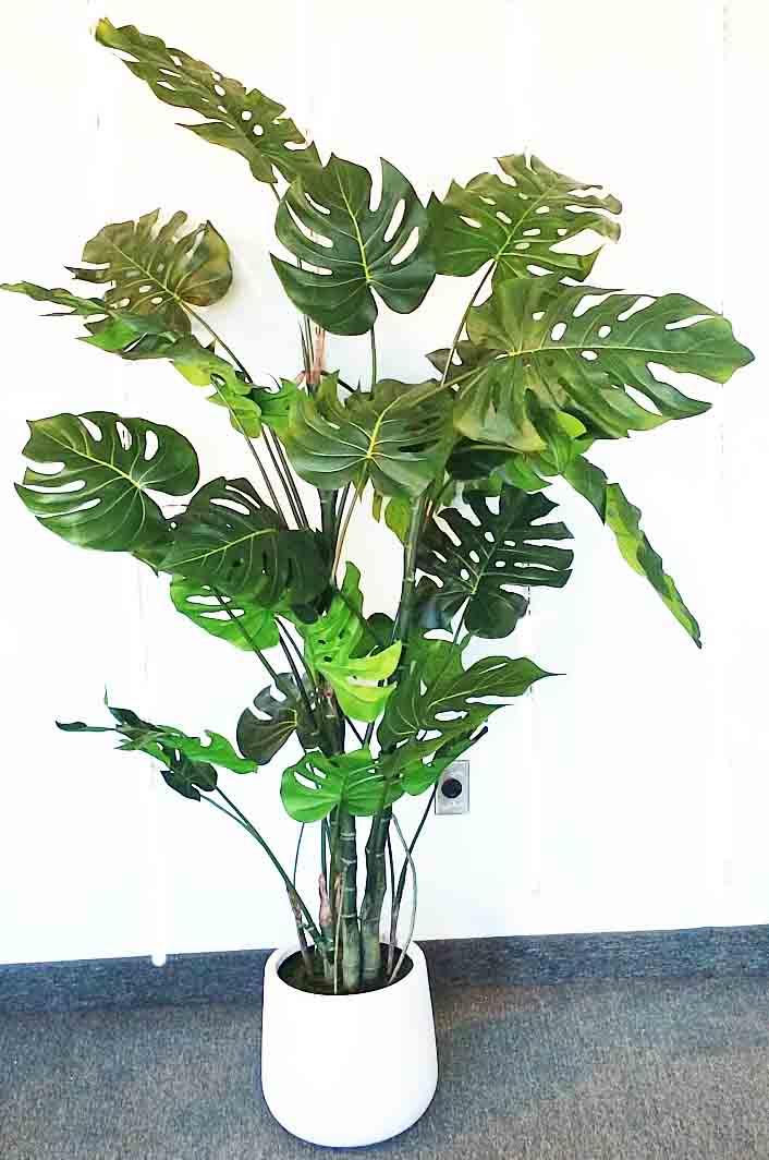 PP6 - 6' Potted Grand Split Philo - 132.95 ea