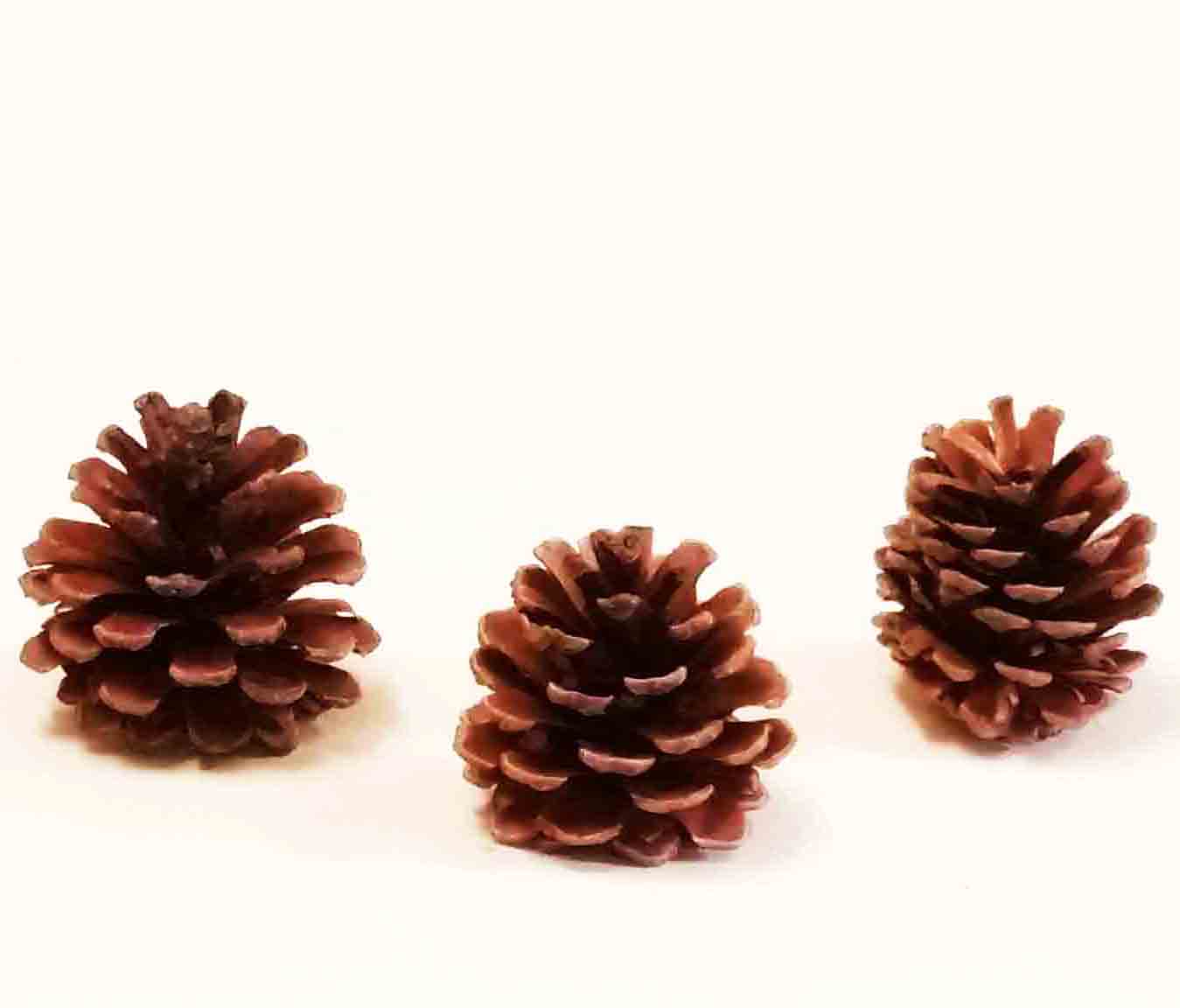 X725 - Natural Pine Cones - 5.70 bag of 24