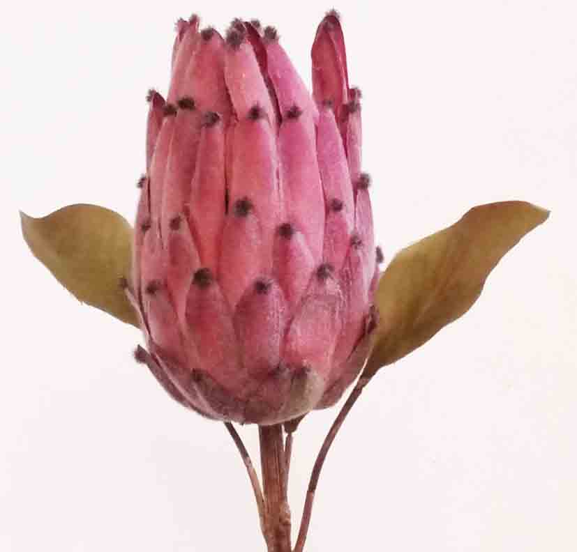 P851 - 22" Mauve Royal Protea - 4.50 ea, 3.95/12