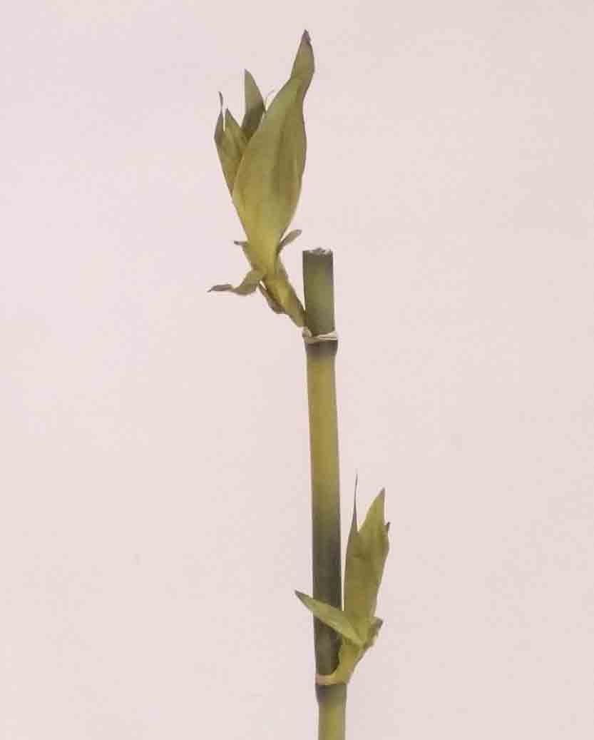 BB - 15" Bamboo Branch - 1.25 ea, 1.05/12