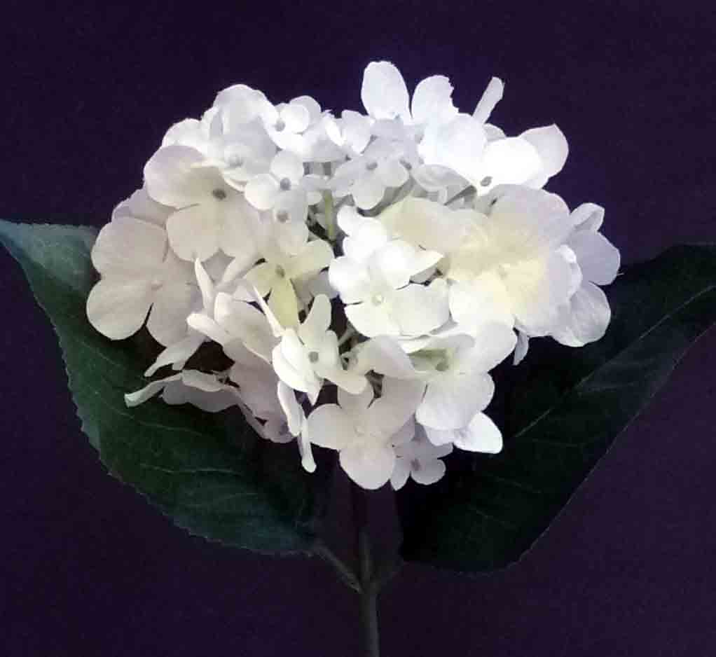 H79 - 10" White Hydrangea - 4.95 ea, 4.45/12